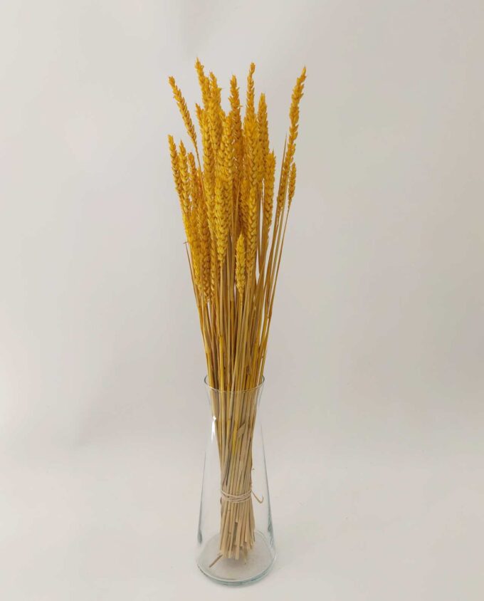Dried Yellow Wheat Bunch