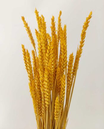Dried Yellow Wheat Bunch