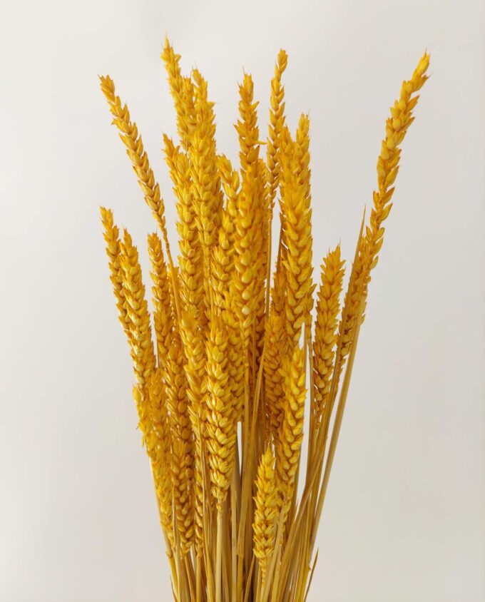 Dried Yellow Wheat Bunch