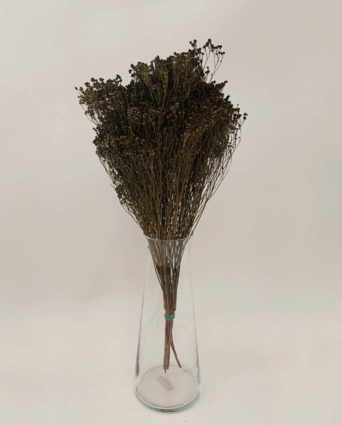 Dried Green Broom Bloom Bunch