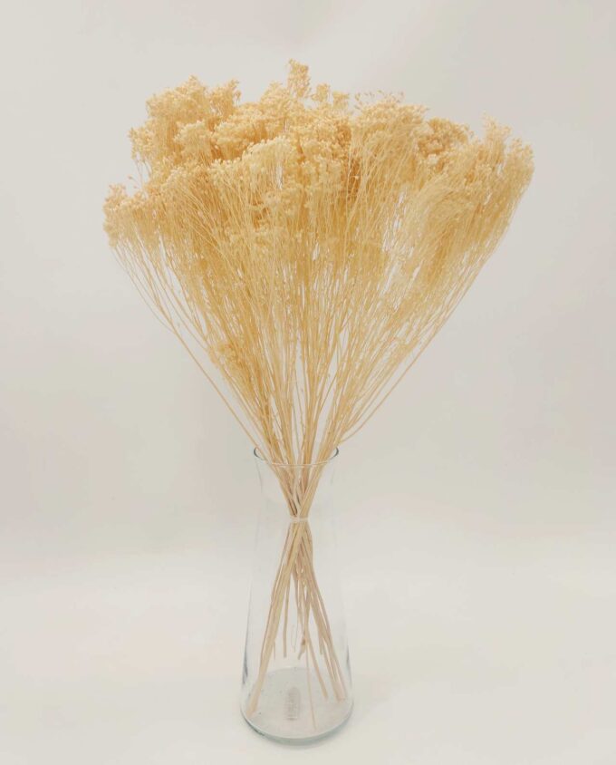 Dried White Broom Bloom Bunch