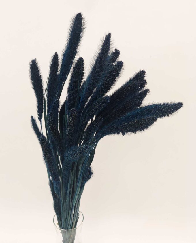 Dried Dark Blue Setaria Bunch
