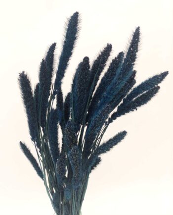 Dried Dark Blue Setaria Bunch