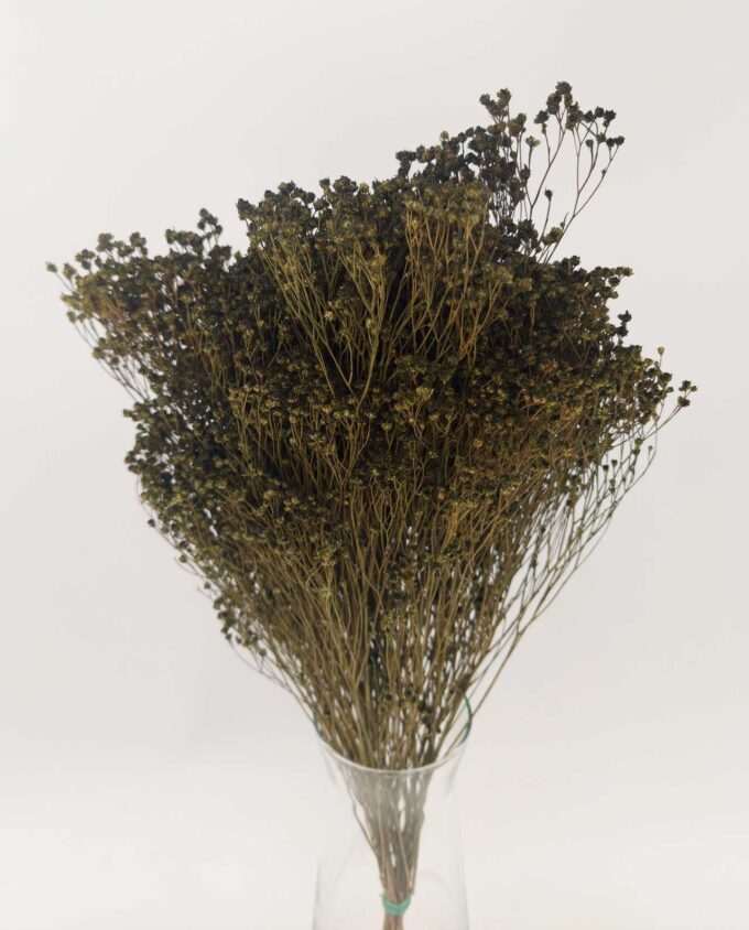 Dried Green Broom Bloom Bunch