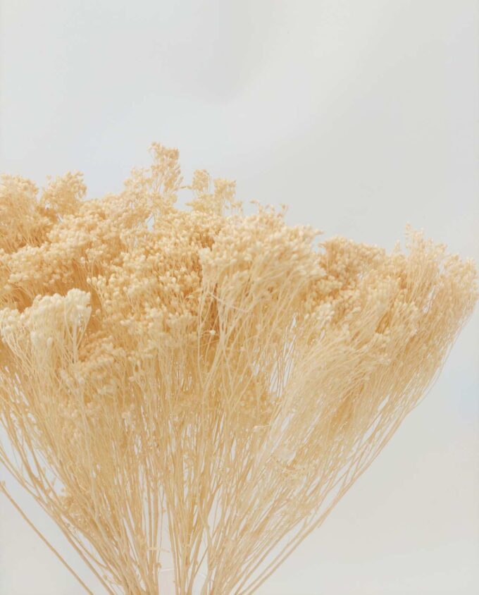 Dried White Broom Bloom Bunch