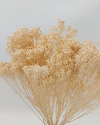 Dried White Broom Bloom Bunch