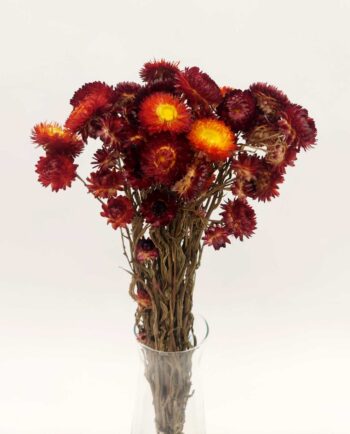 Dried Chrysanthemums Orange Red