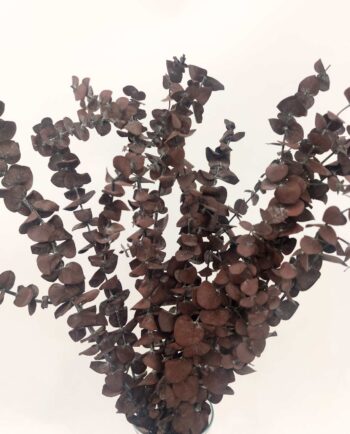 Dried Eucalyptus Spiral Brown