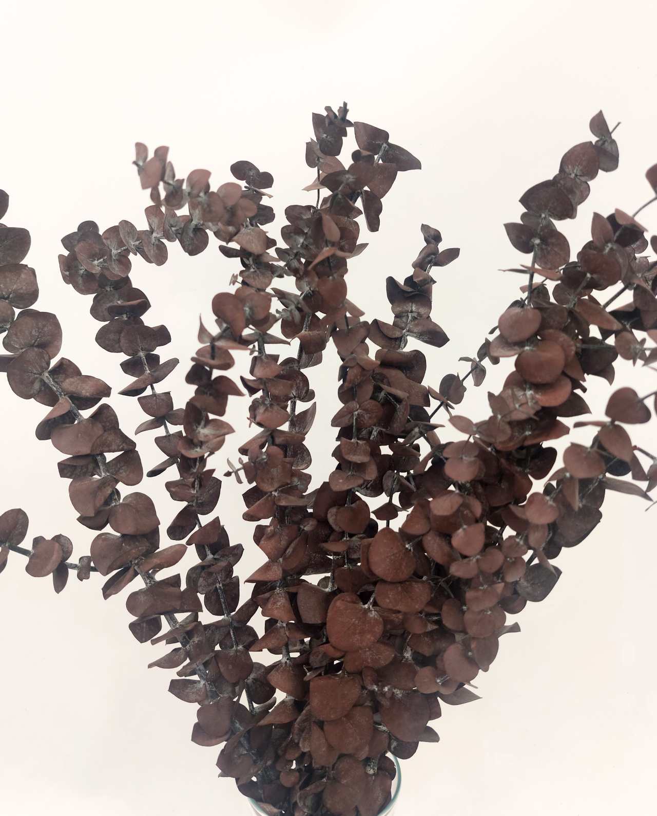 dried-flowers-eucalyptus-brown Dried Eucalyptus Spiral Brown