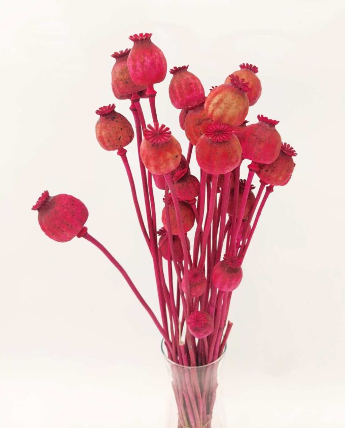 Dried Fuschia Papaver Bunch