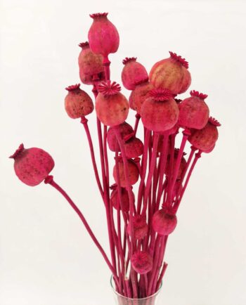 Dried Fuschia Papaver Bunch