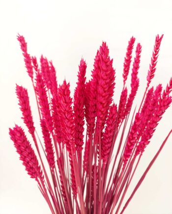 Dried Fuchsia Wheat Bunch