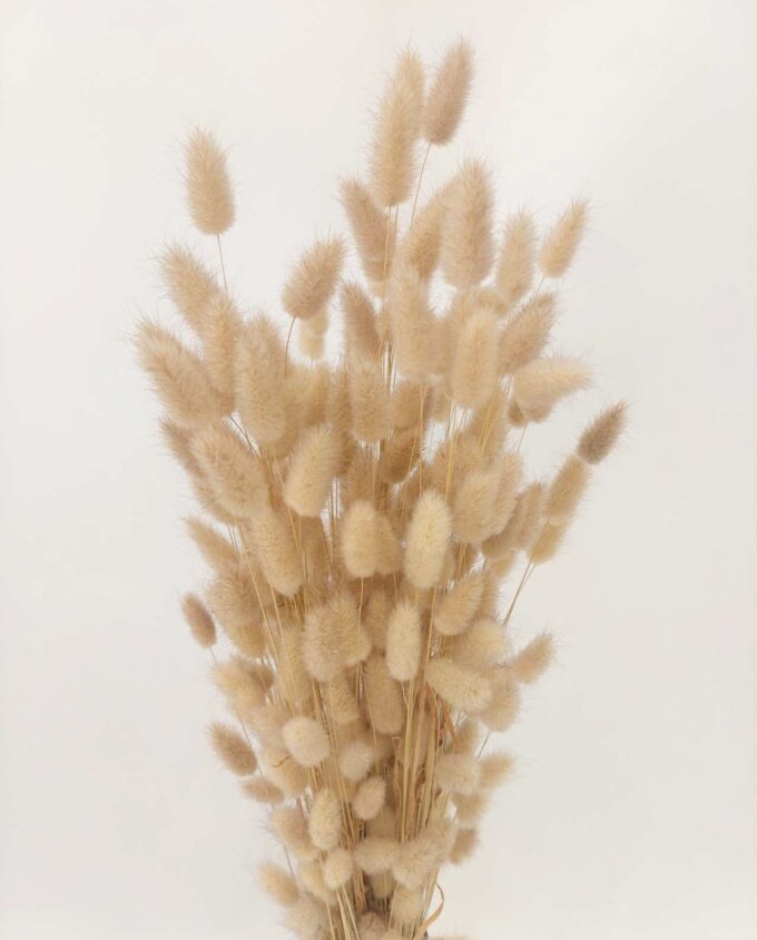 Dried Natural Lagurus Bunch