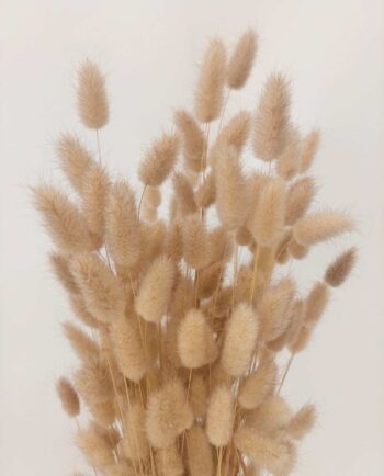 Dried Natural Lagurus Bunch