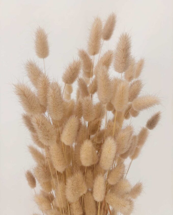 Dried Natural Lagurus Bunch