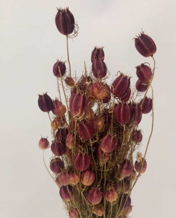 Dried Nigella Natural Purple Bunch