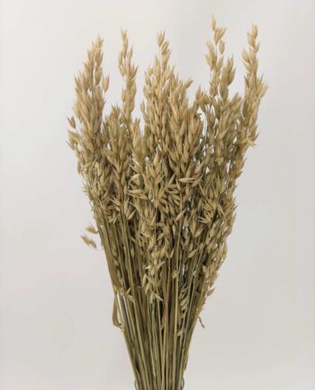 Dried Natural Green Oats Bunch