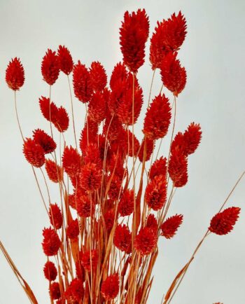 Dried Orange Phalaris Bunch
