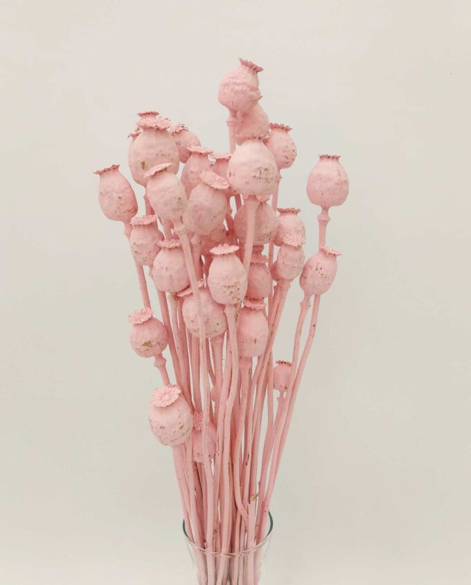 Dried Light Pink Papaver Bunch
