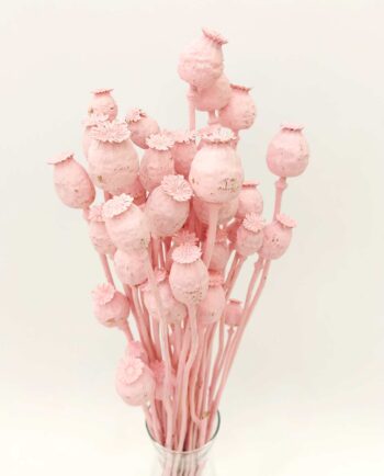 Dried Light Pink Papaver Bunch