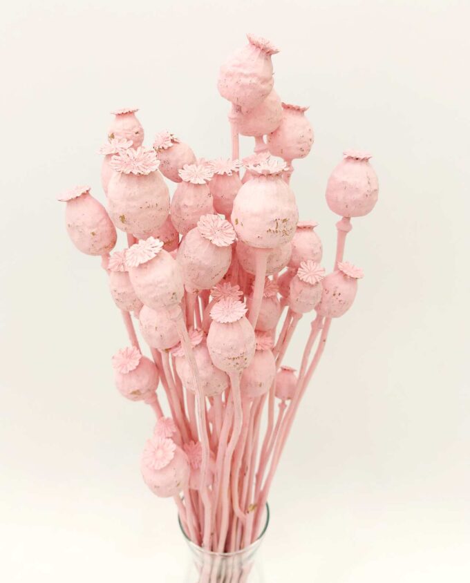 Dried Light Pink Papaver Bunch