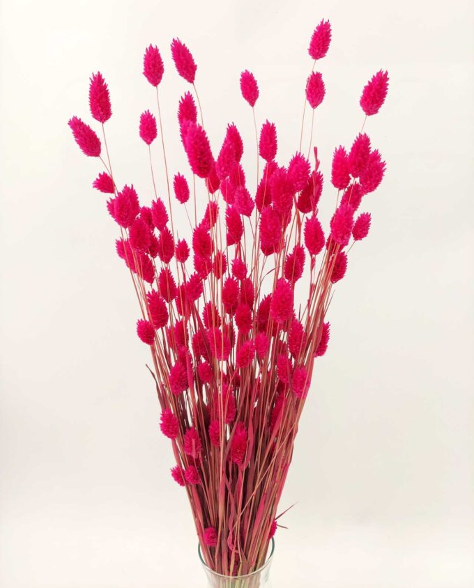 Dried Magenta Fuschia Phalaris Bunch