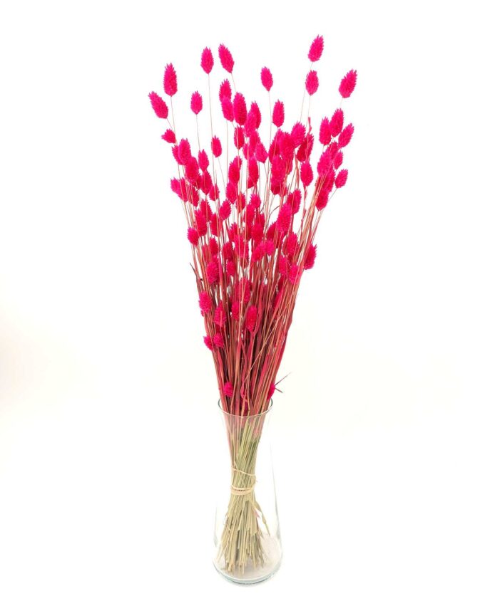 Dried Magenta Fuschia Phalaris Bunch