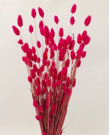 Dried Magenta Fuschia Phalaris Bunch