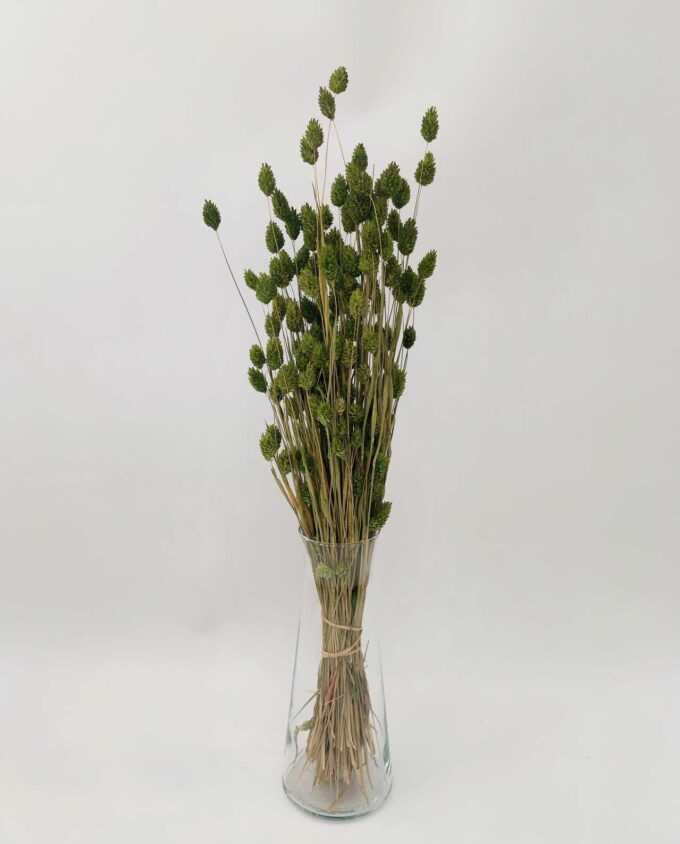 Dried Green Phalaris Bunch