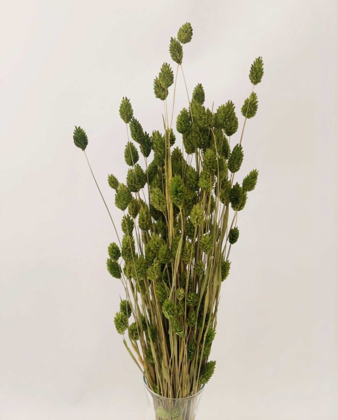 Dried Green Phalaris Bunch