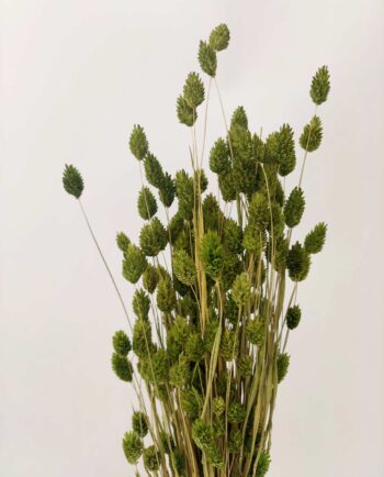Dried Green Phalaris Bunch