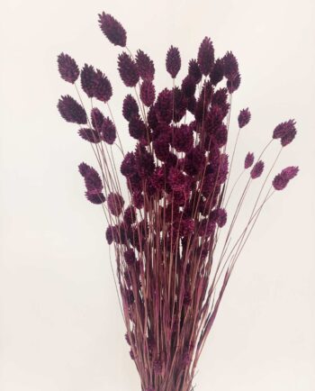 Dried Purple Phalaris Bunch