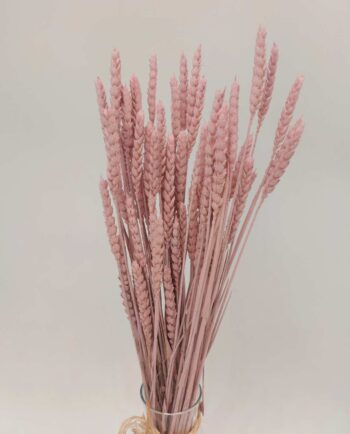 Dried Light Pink Wheat Bunch