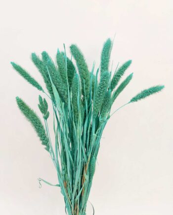 Dried Turquoise Setaria Bunch