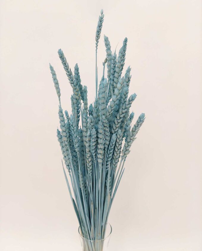 Dried Light Blue Wheat Bunch