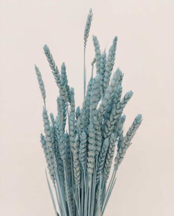 Dried Light Blue Wheat Bunch