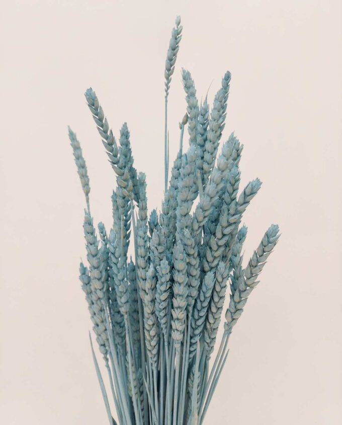 Dried Light Blue Wheat Bunch