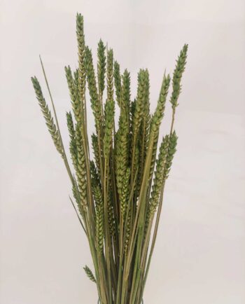 Dried Green Broom Bloom Bunch