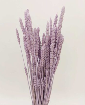 Dried Lilac Wheat Bunch