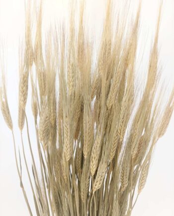 Dried Natural Long Wheat Bunch