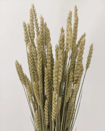Dried Natural Wheat Bunch