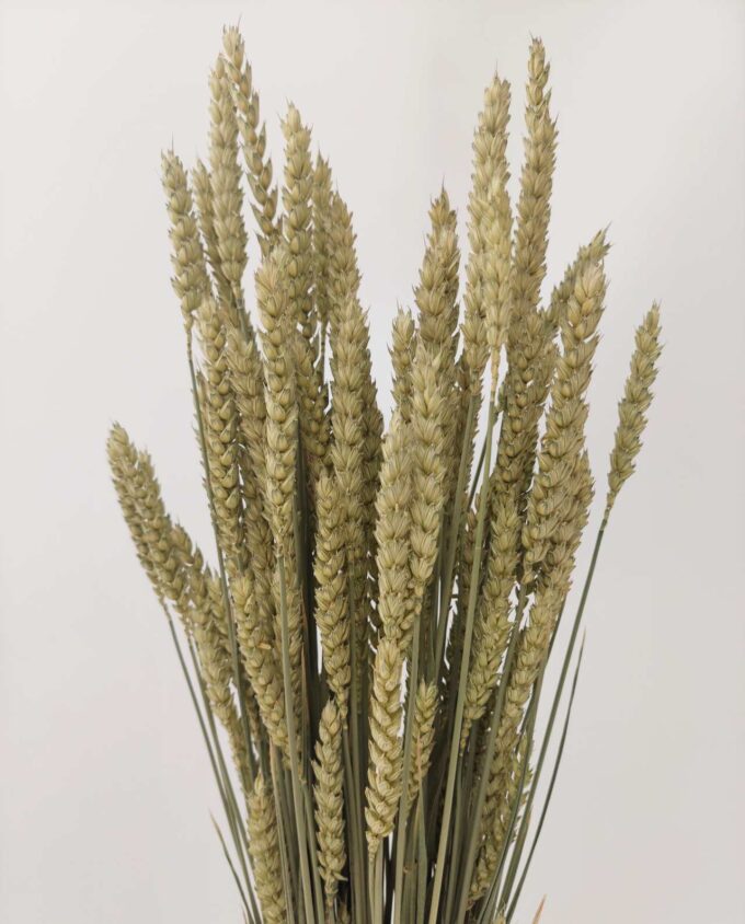 Dried Natural Wheat Bunch
