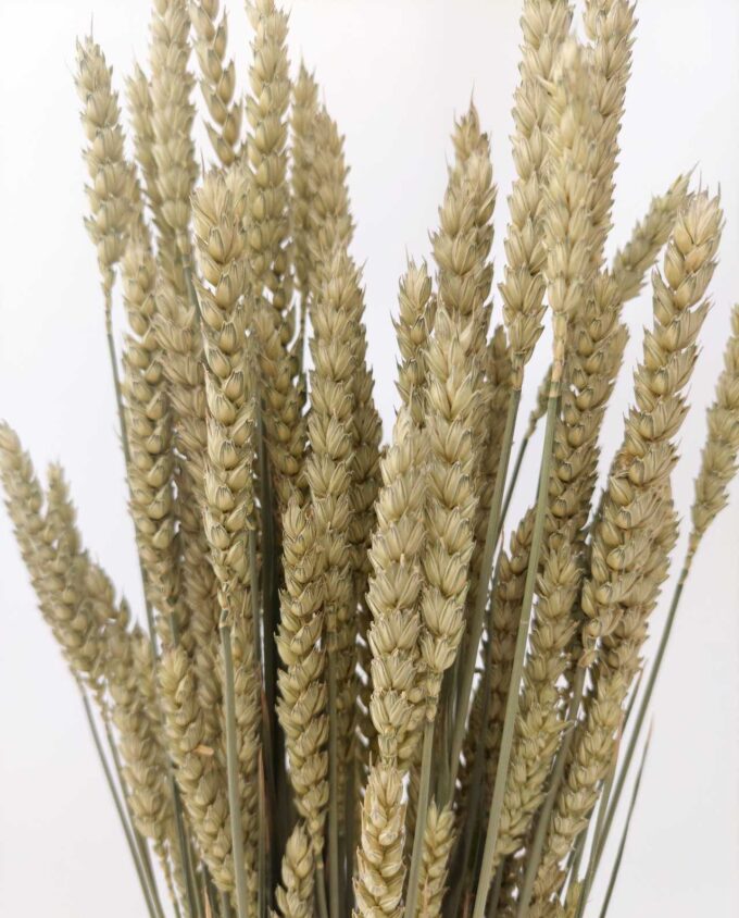 Dried Natural Wheat Bunch
