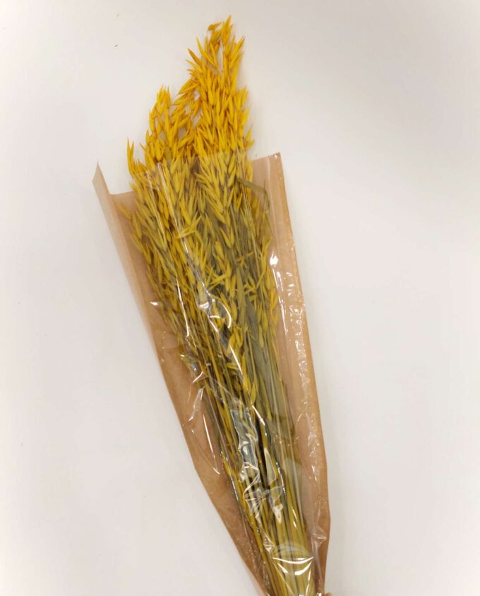 Dried Yellow Oats Bunch