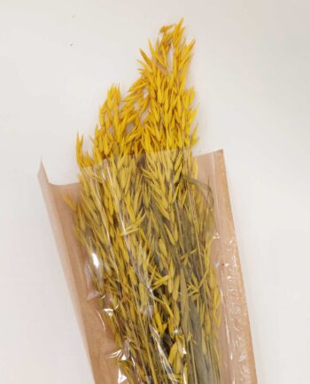 Dried Yellow Oats Bunch