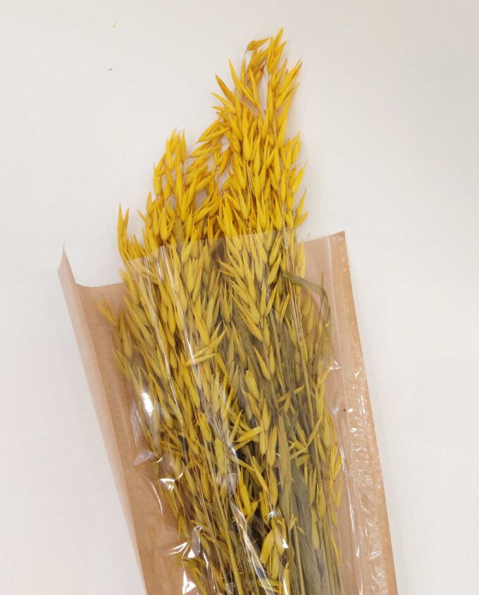 Dried Yellow Oats Bunch