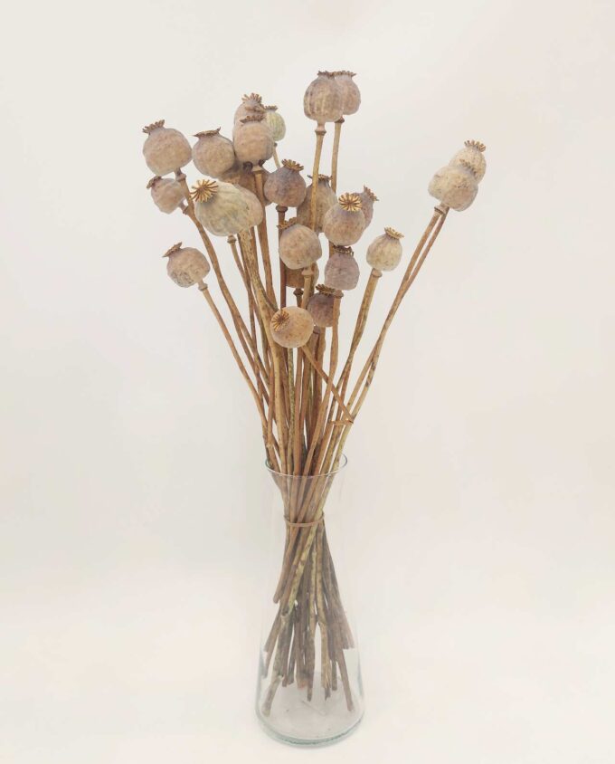 Dried Natural Papaver Bunch