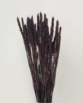 Dried Brown Wheat Bunch