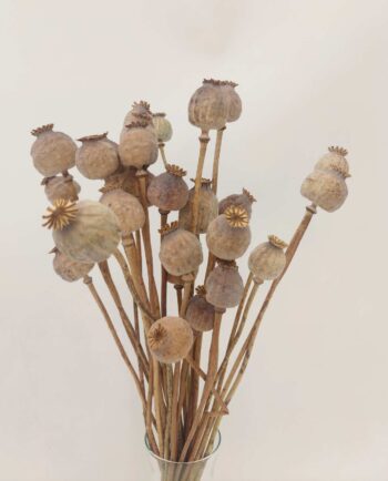 Dried Natural Papaver Bunch