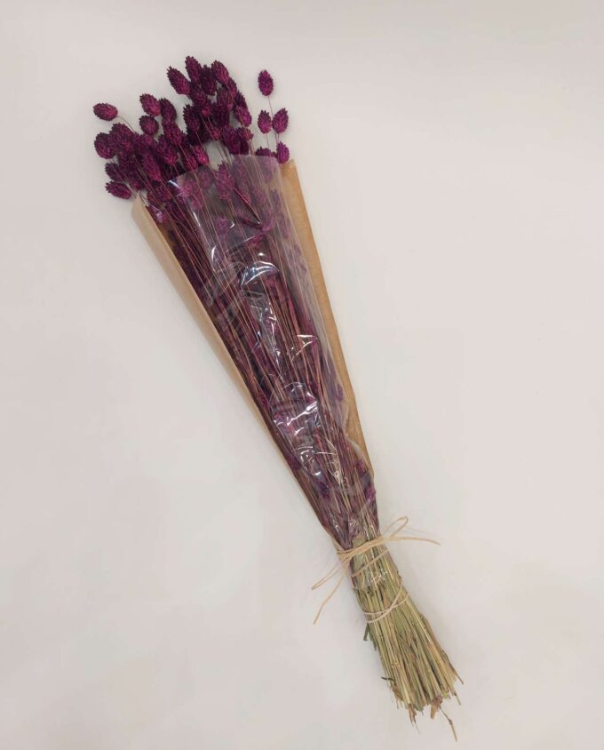 Dried Purple Phalaris Bunch